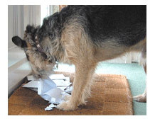 Prevents burglars from using the letterbox